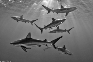 7 Carcharhinus perezi_(corrected thanks to editor's advice) by Mathieu Foulquié 